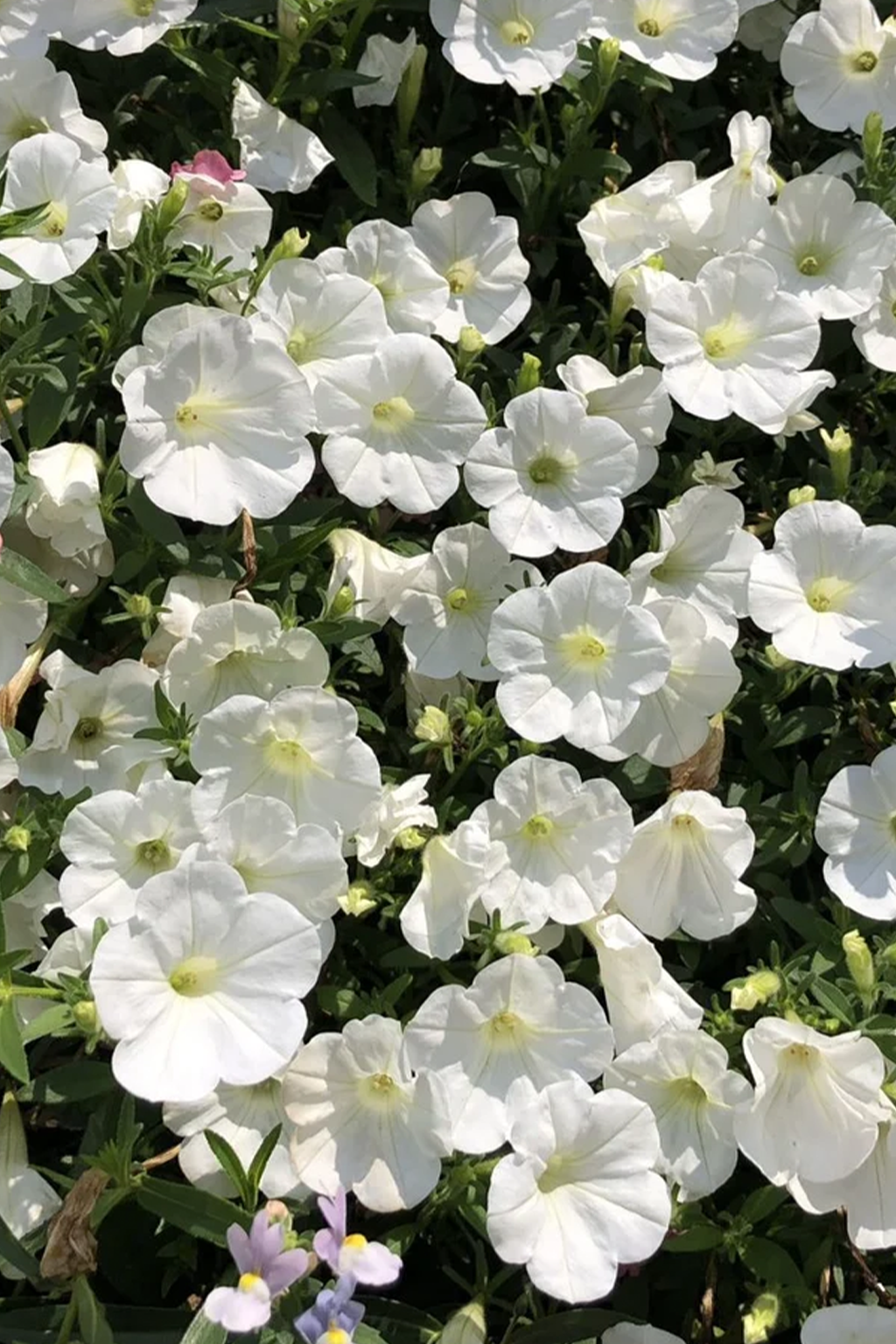 Petunia 'Supertunia Mini Vista® White' (Petunia)
