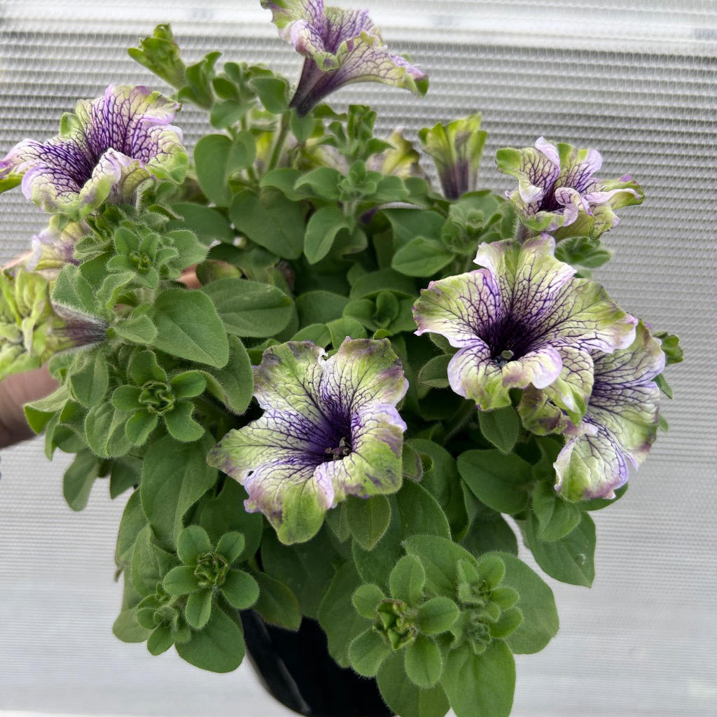 Petunia × atkinsiana ‘Potunia Amazonas Plum Cockatoo’