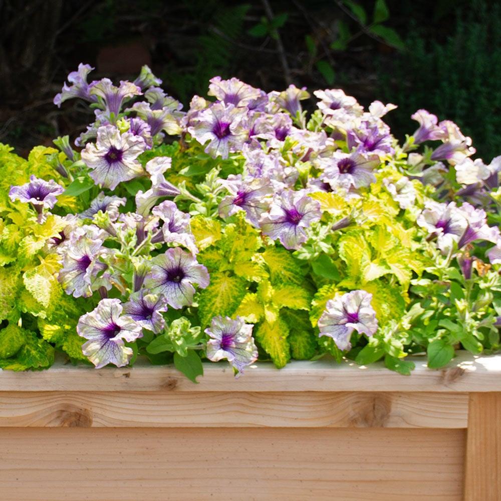Petunia × atkinsiana ‘Potunia Amazonas Plum Cockatoo’