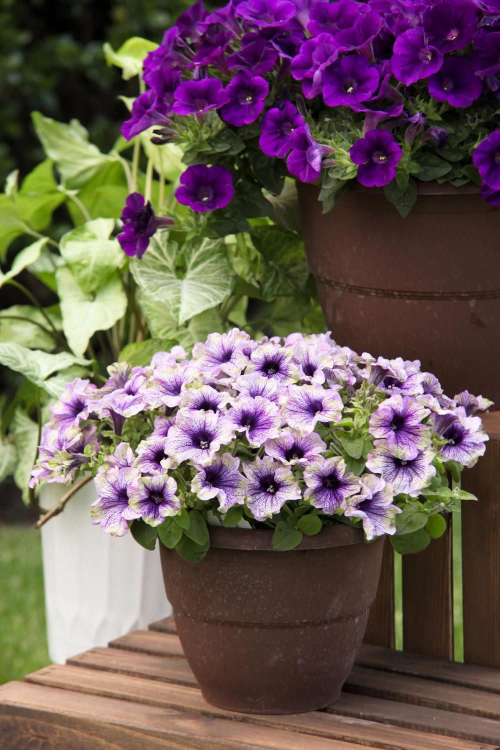 Petunia × atkinsiana ‘Potunia Amazonas Plum Cockatoo’