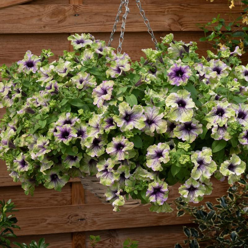 Petunia × atkinsiana ‘Potunia Amazonas Plum Cockatoo’