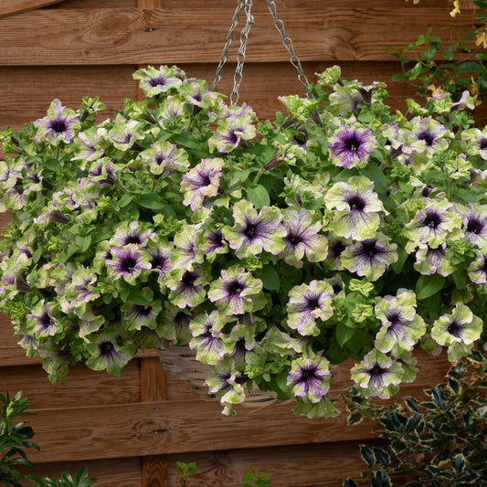 Petunia × atkinsiana ‘Potunia Amazonas Plum Cockatoo’