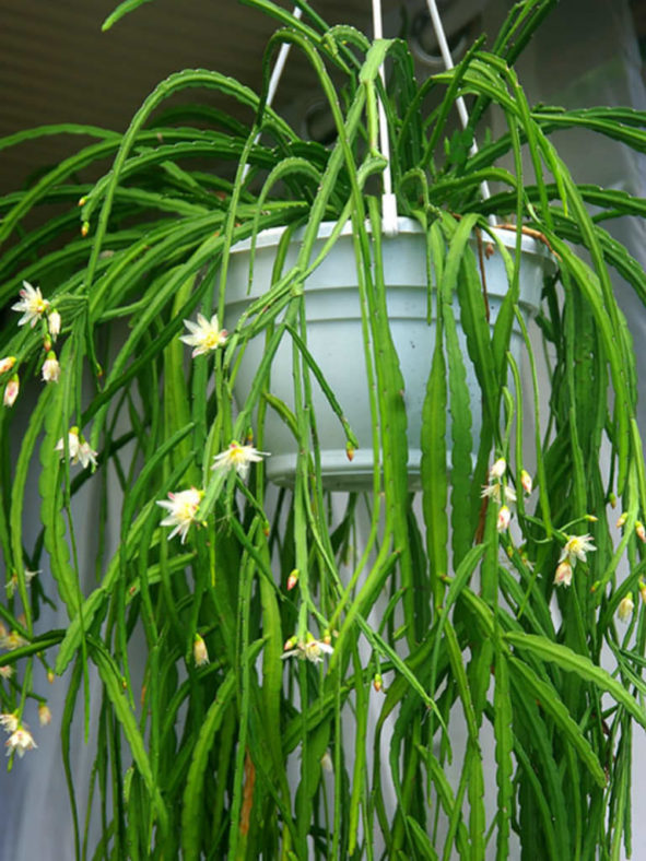 Rhipsalis boliviana (Lepismium) (Hanging Cactus)