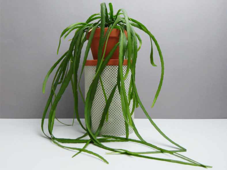 Rhipsalis boliviana (Lepismium) (Hanging Cactus)