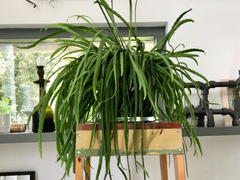 Rhipsalis boliviana (Lepismium) (Hanging Cactus)