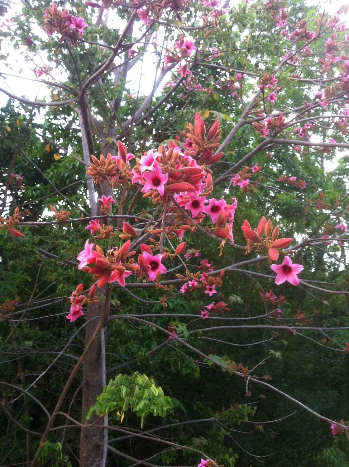 Brachychiton Discolor (Lacebark Tree)