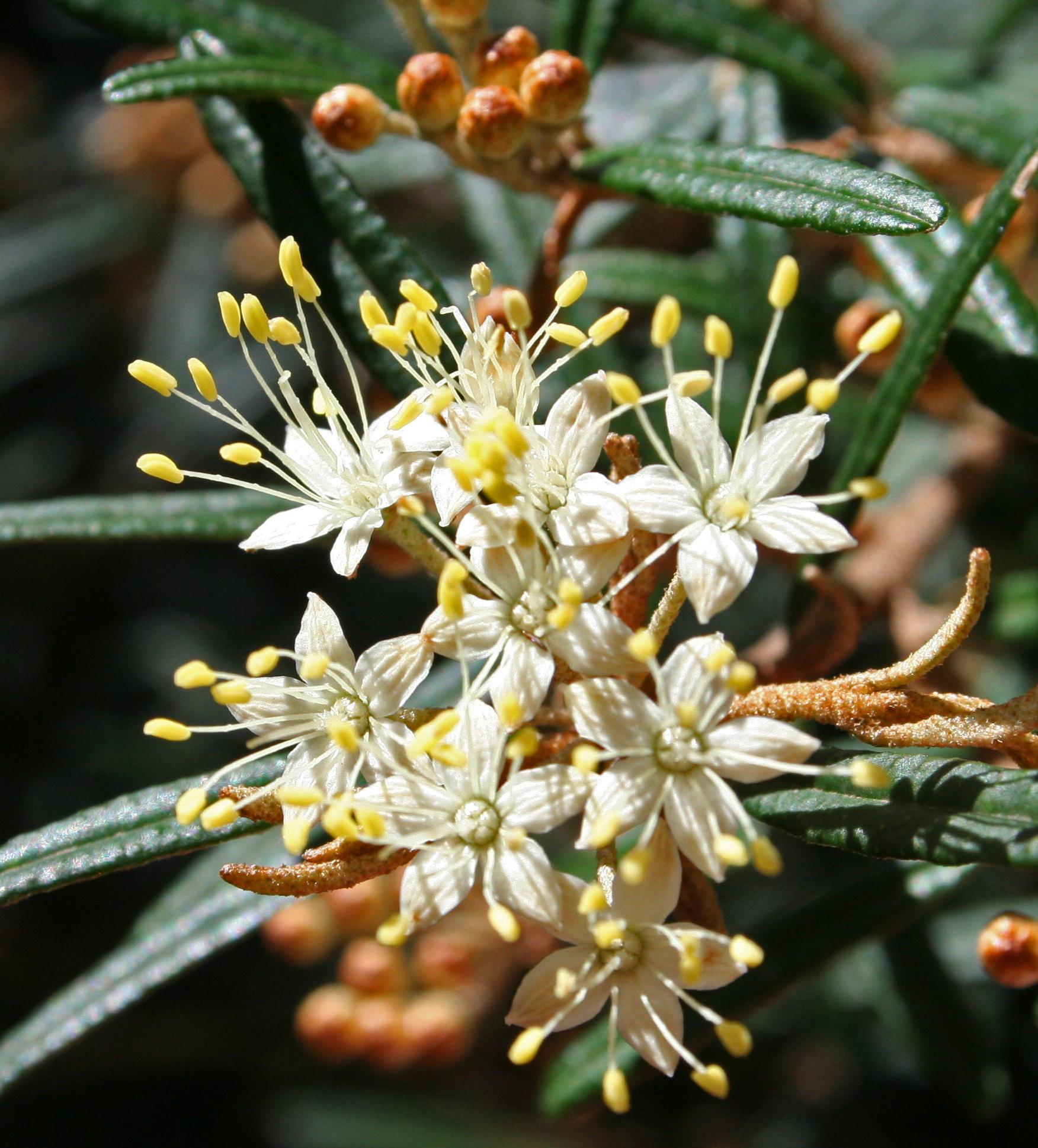 Phebalium Squamulosum (Scaly Phebalium)