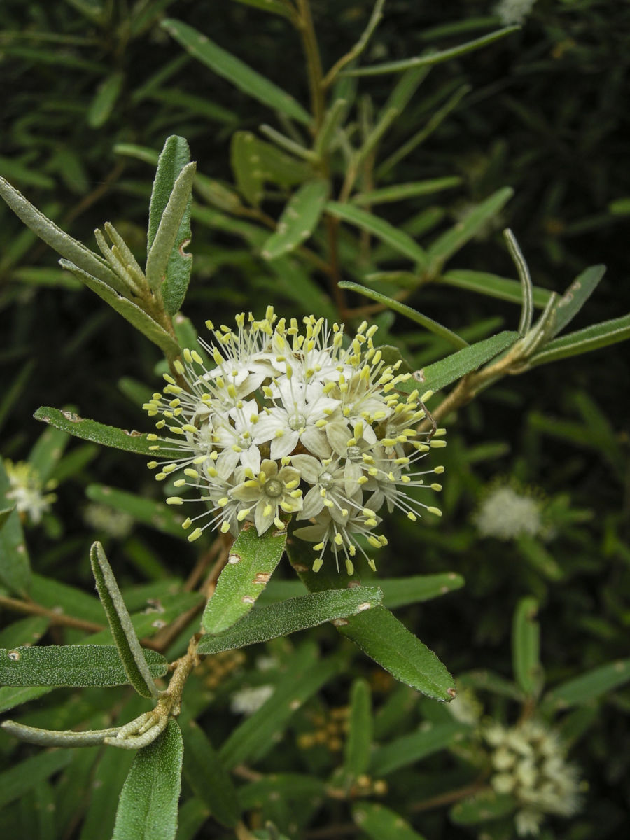 Phebalium Squamulosum (Scaly Phebalium)