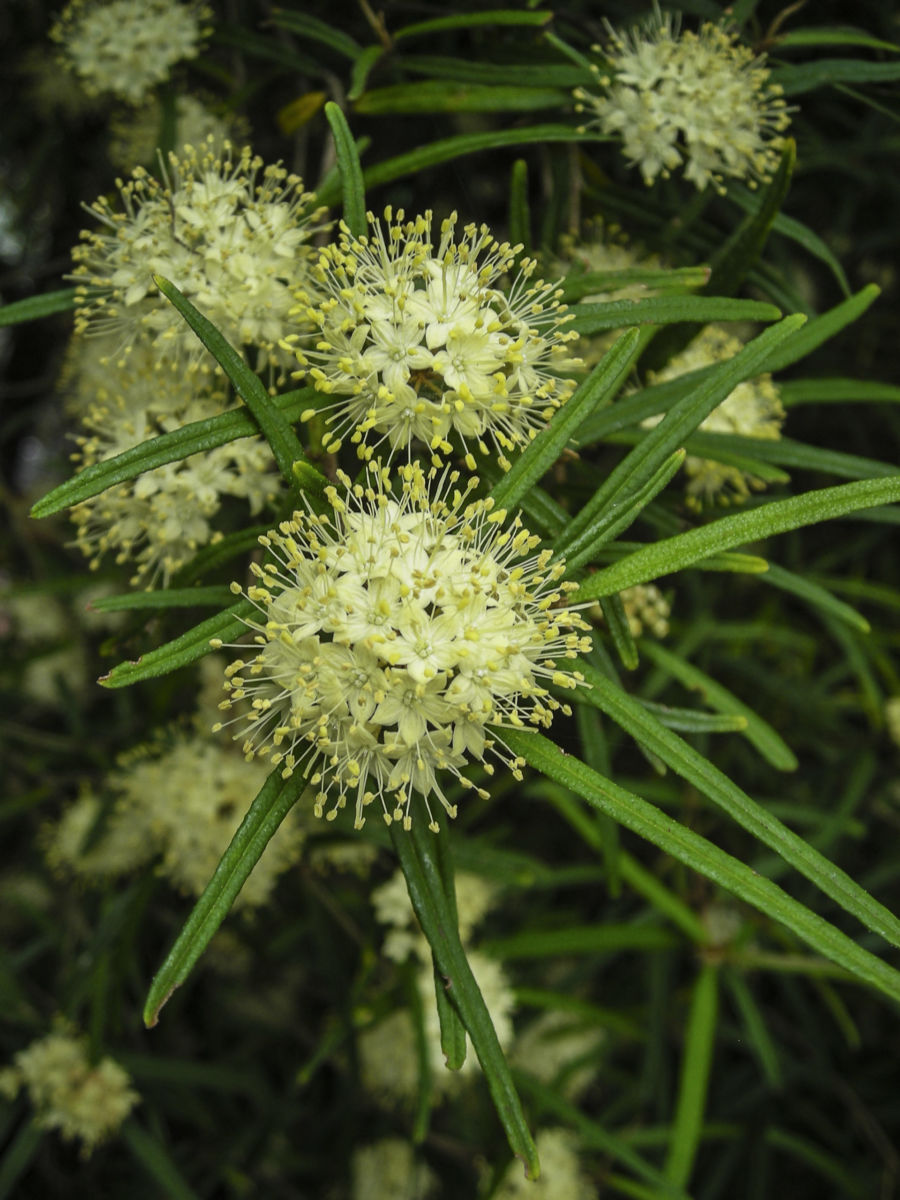 Phebalium Squamulosum (Scaly Phebalium)