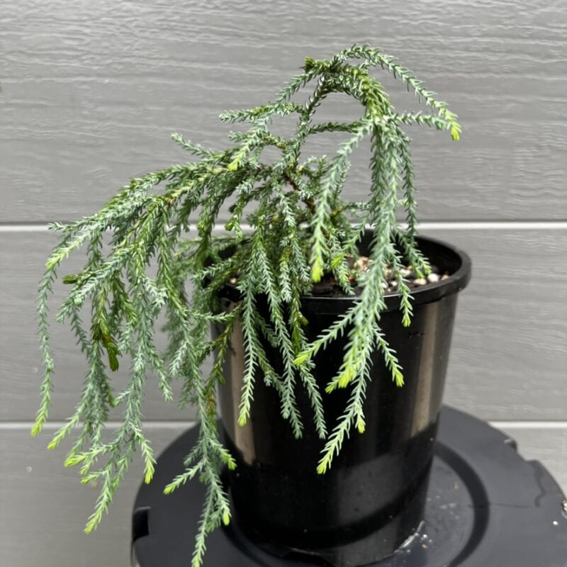 Pherosphaera Fitzgeraldii (Blue Mountains Pine)
