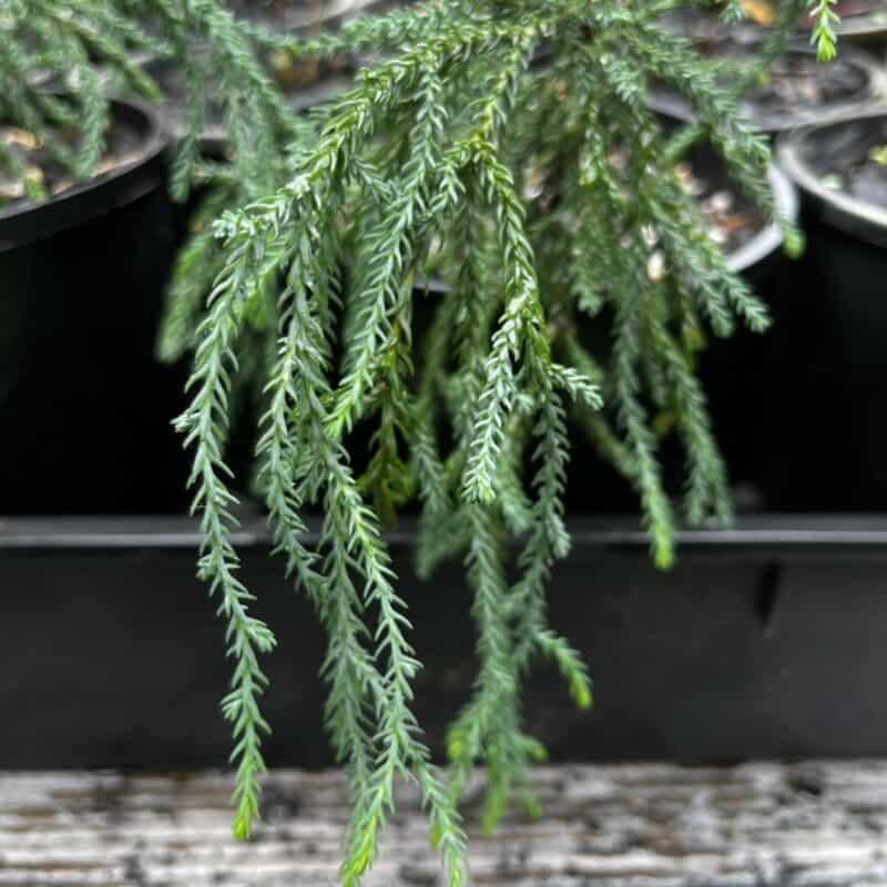 Pherosphaera Fitzgeraldii (Blue Mountains Pine)
