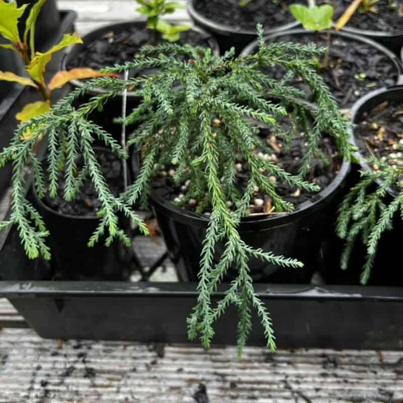 Pherosphaera Fitzgeraldii (Blue Mountains Pine)