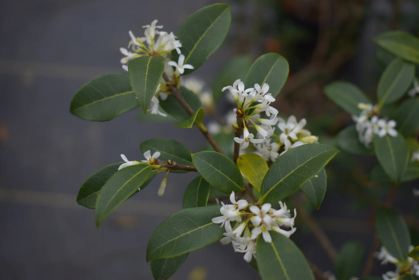 Phillyrea latifolia (Mock Privet)