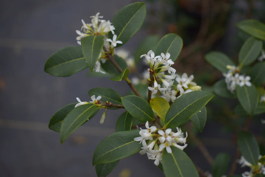 Phillyrea latifolia (Mock Privet)