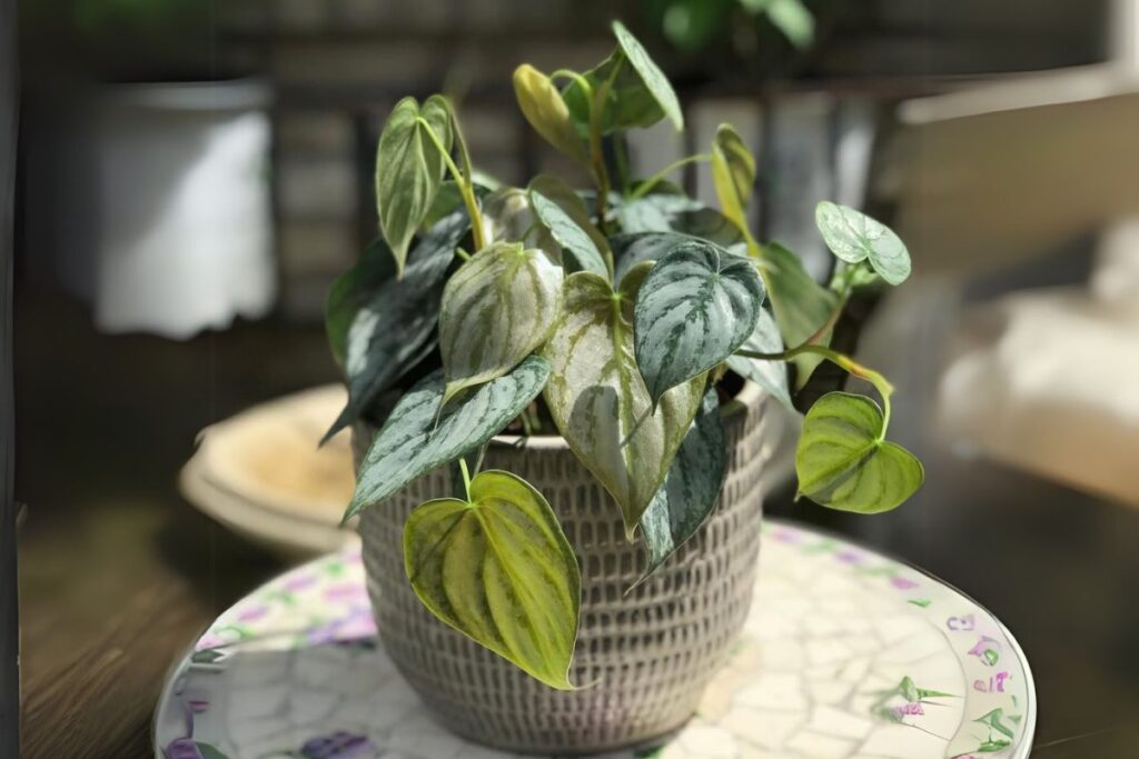 Philodendron Brandtianum (Silver Leaf Philodendron)