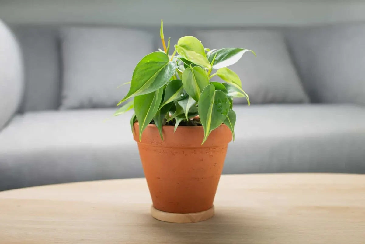 Philodendron hederaceum ‘Cream Splash’ (Cream Splash Philodendron)