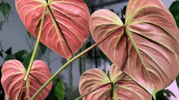 Philodendron ‘El Choco Red’ (Velvet Philodendron)