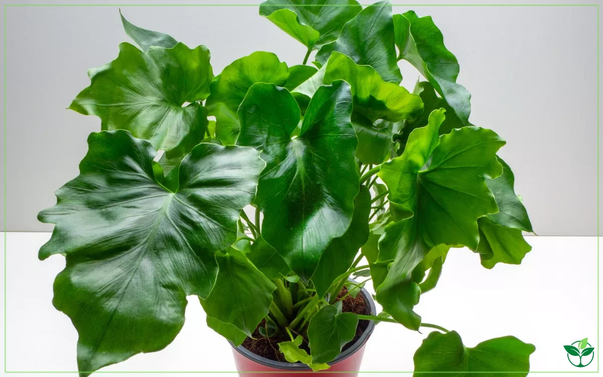 Philodendron Hope