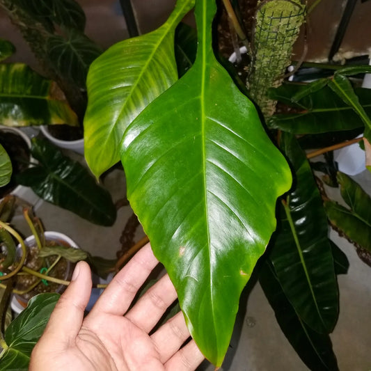 Philodendron joepii (Philodendron Joepii)