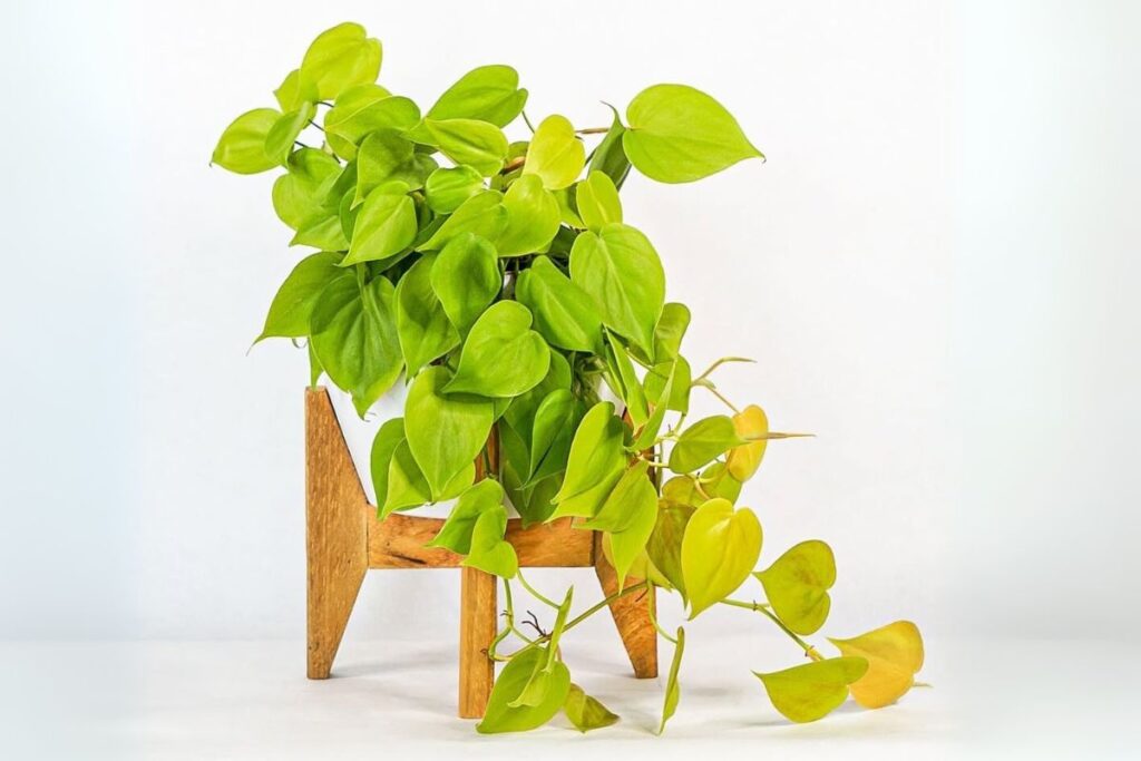 Philodendron cordatum ‘Variegated’ – Variegated Heartleaf Philodendron