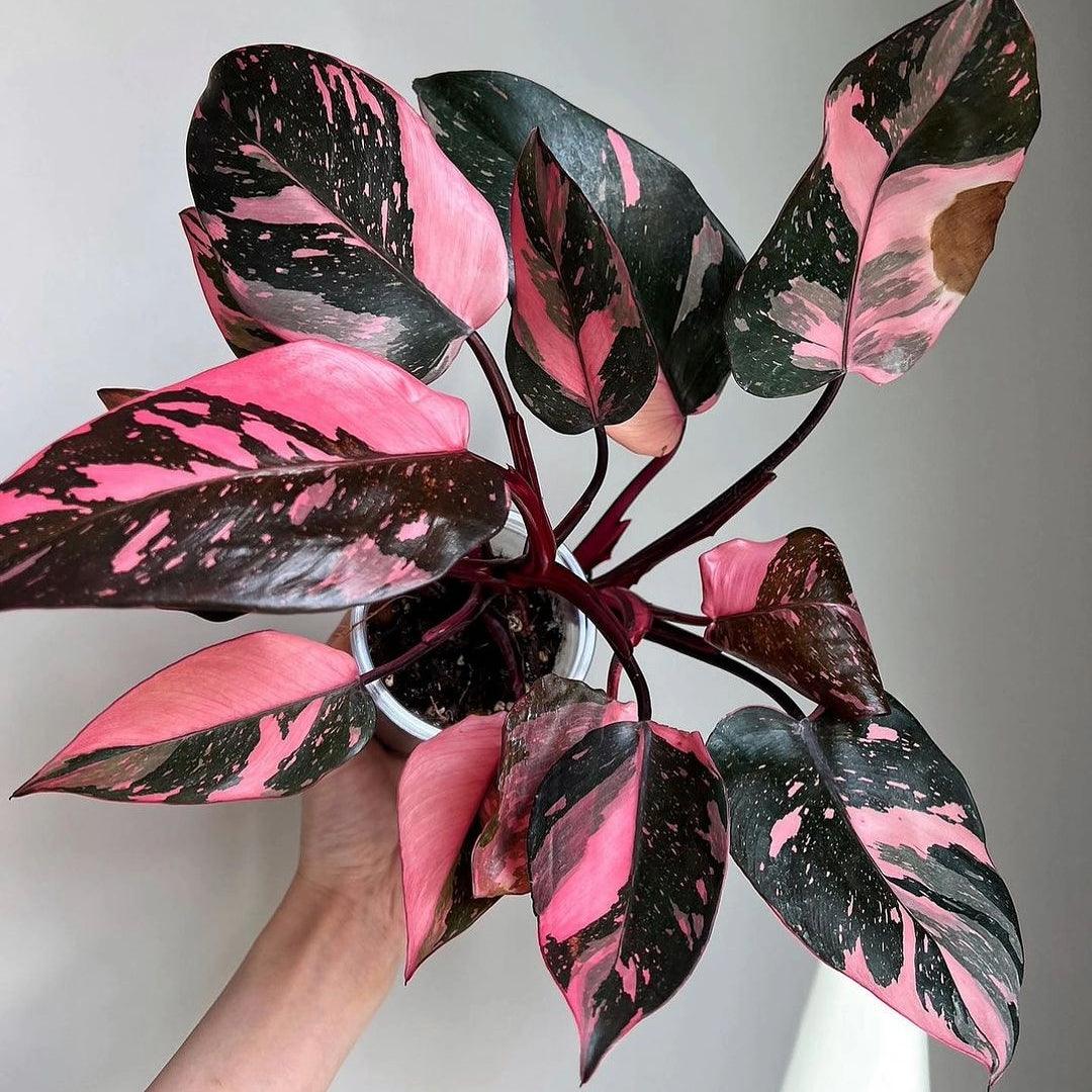 Philodendron Erubescens ‘Pink Princess’ (Pink Princess Philodendron) – Tissue Culture