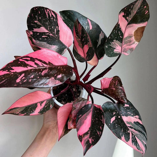 Philodendron Erubescens ‘Pink Princess’ (Pink Princess Philodendron) – Tissue Culture