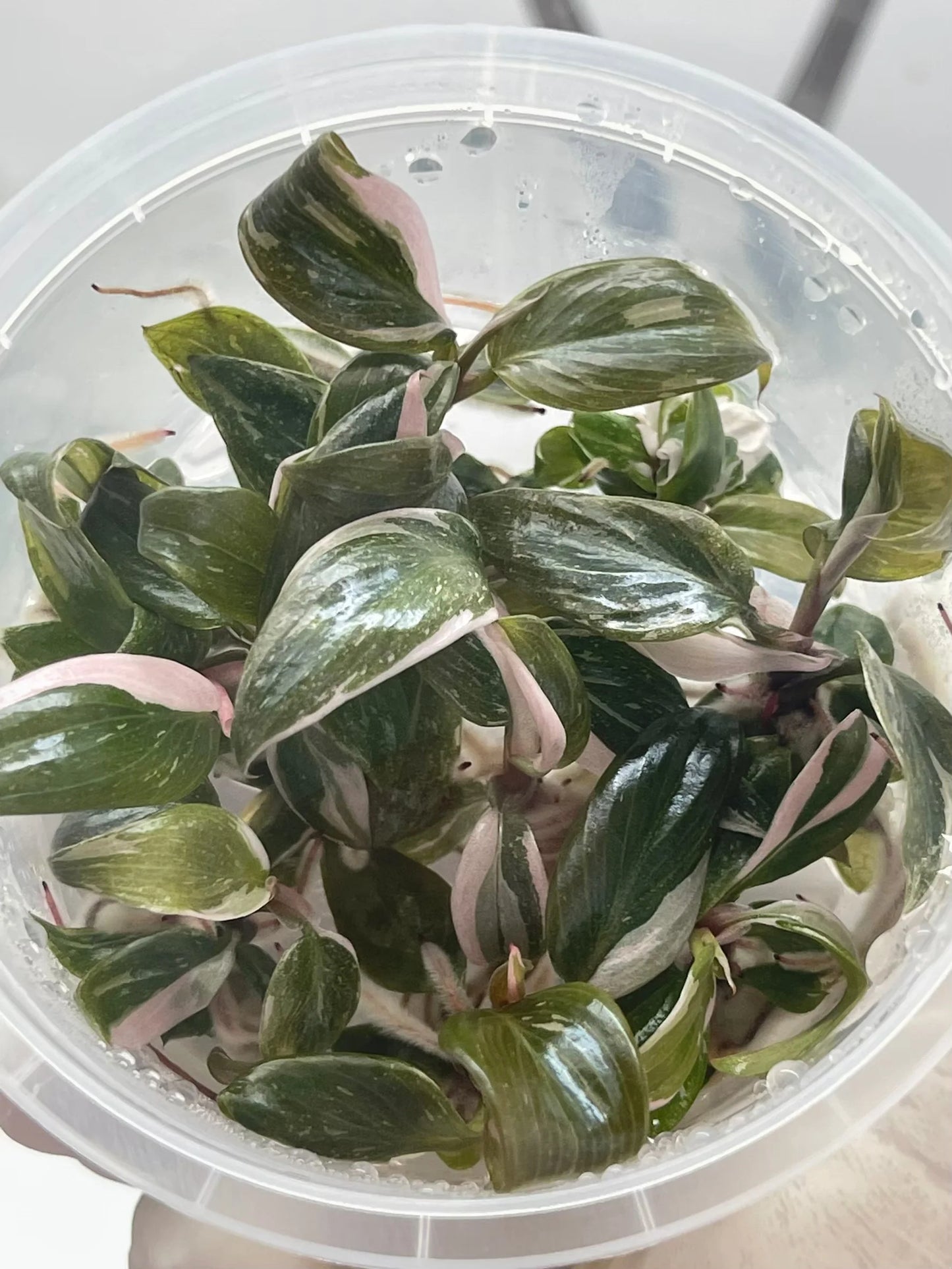 Philodendron Erubescens ‘Pink Princess’ (Pink Princess Philodendron) – Tissue Culture