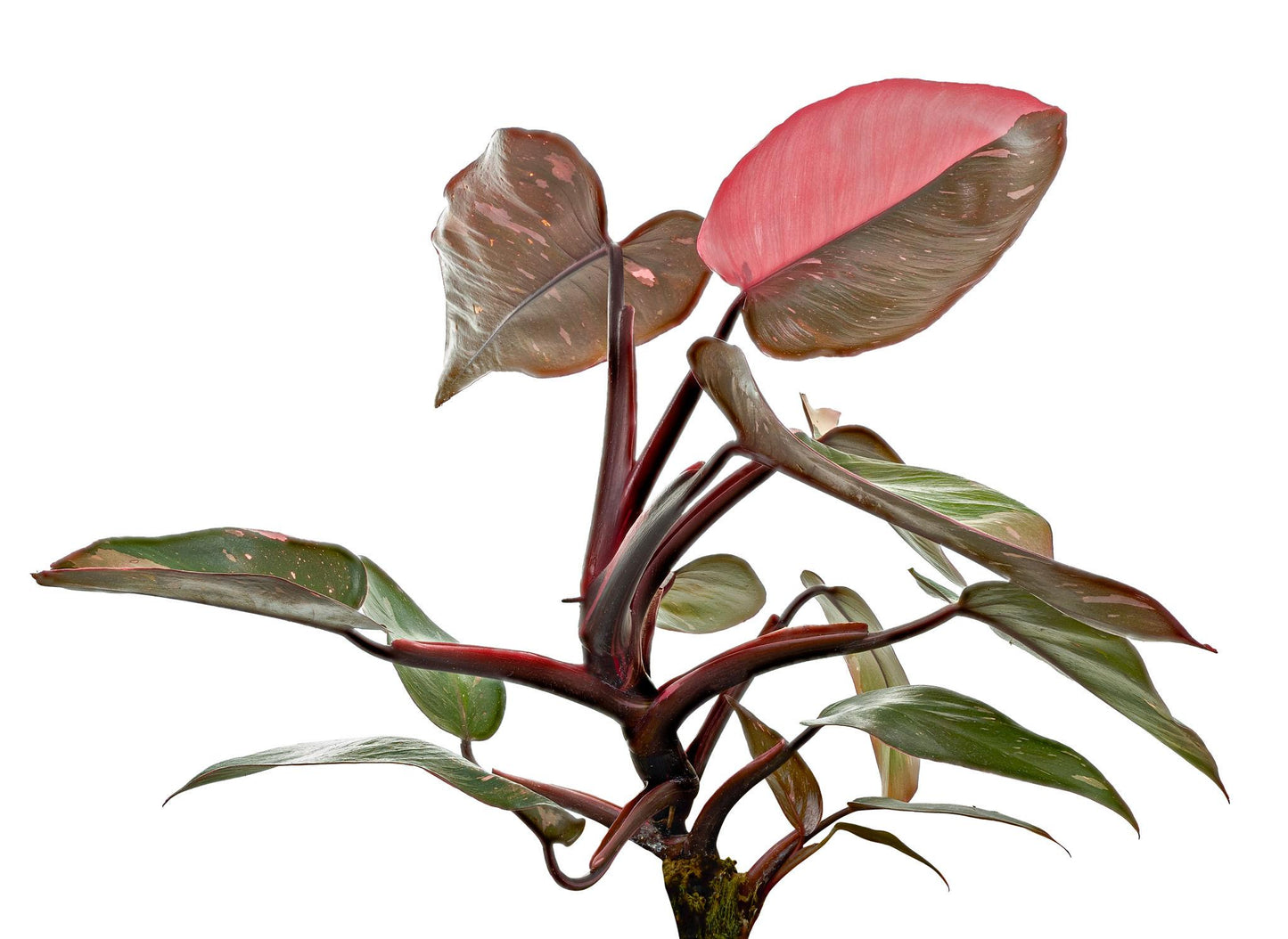 Philodendron Erubescens ‘Pink Princess’ (Pink Princess Philodendron) – Tissue Culture