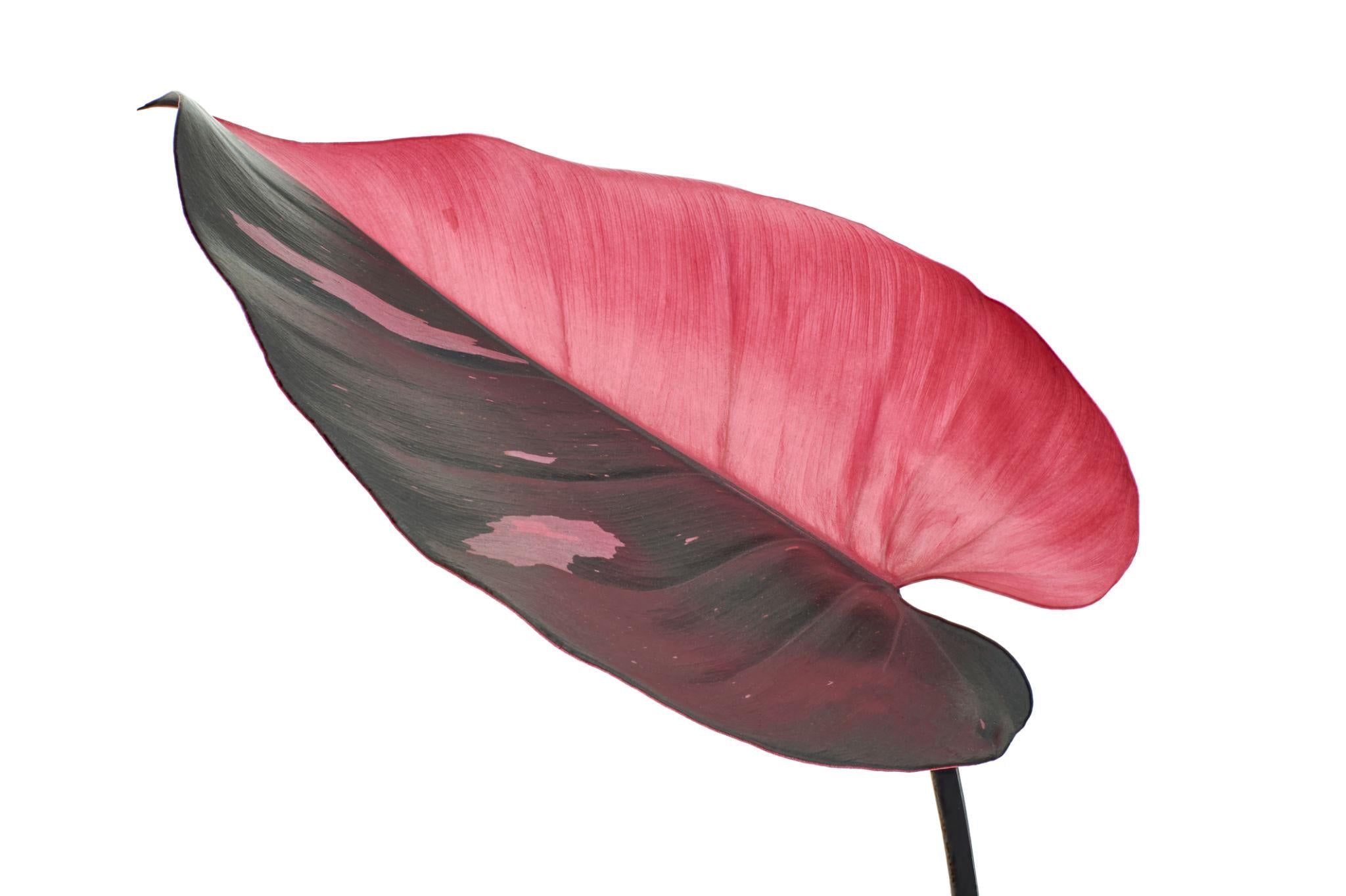 Philodendron Erubescens ‘Pink Princess’ (Pink Princess Philodendron) – Tissue Culture