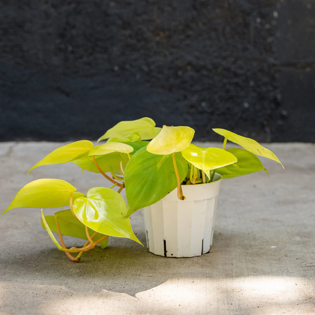 philodendron black cardinal standort Buy Philodendron Black Cardinal main image 1