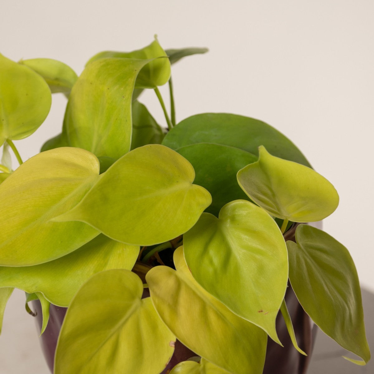 Philodendron Hederaceum ‘Neon’ (Neon Philodendron)