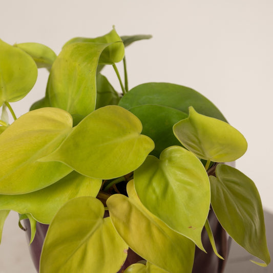 Philodendron Hederaceum ‘Neon’ (Neon Philodendron)
