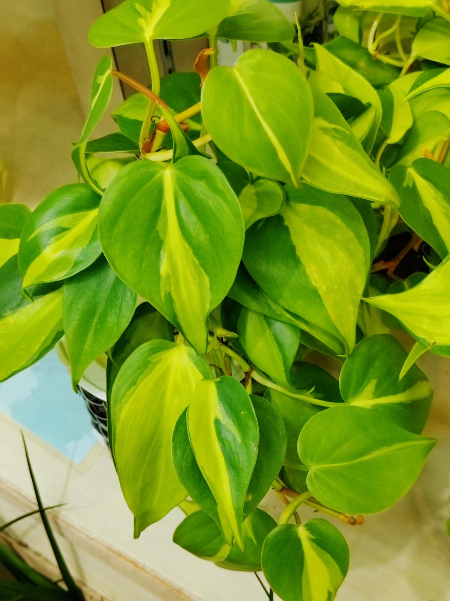 Philodendron Hederaceum ‘Variegata’ (Variegated Heartleaf Philodendron)