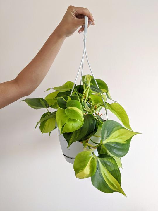 Philodendron Hederaceum ‘Variegata’ (Variegated Heartleaf Philodendron)