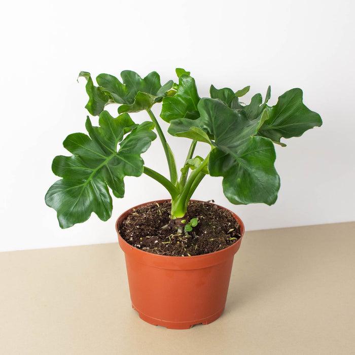 Philodendron Selloum ‘Super Atom’ (Dwarf Tree Philodendron)