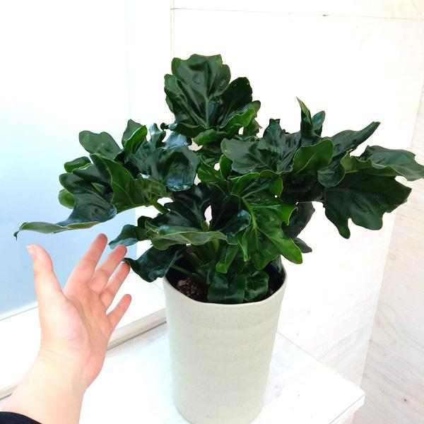 Philodendron Selloum ‘Super Atom’ (Dwarf Tree Philodendron)