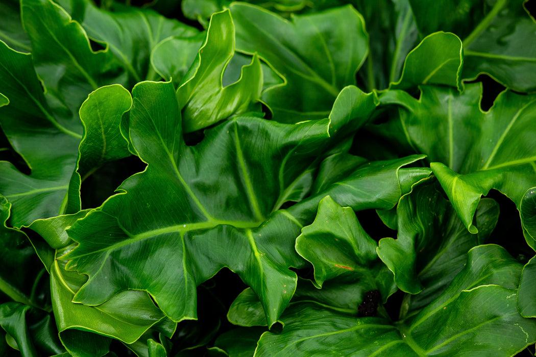 Philodendron Selloum ‘Super Atom’ (Dwarf Tree Philodendron)