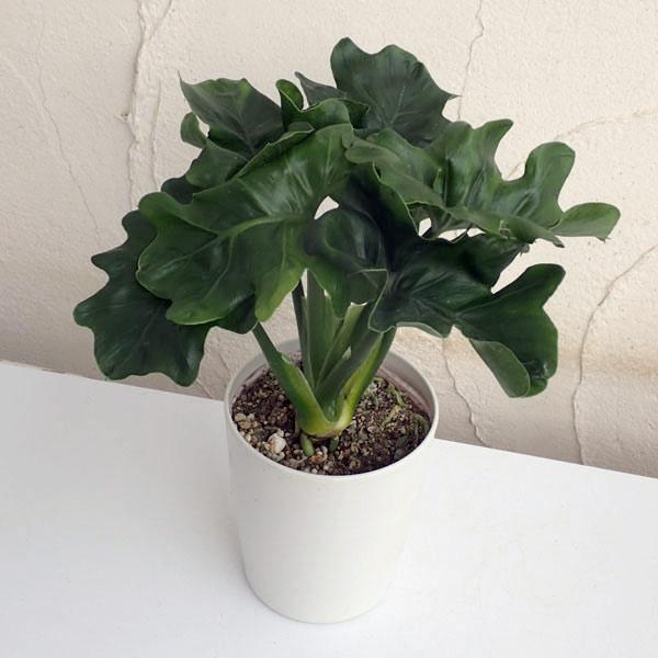 Philodendron Selloum ‘Super Atom’ (Dwarf Tree Philodendron)