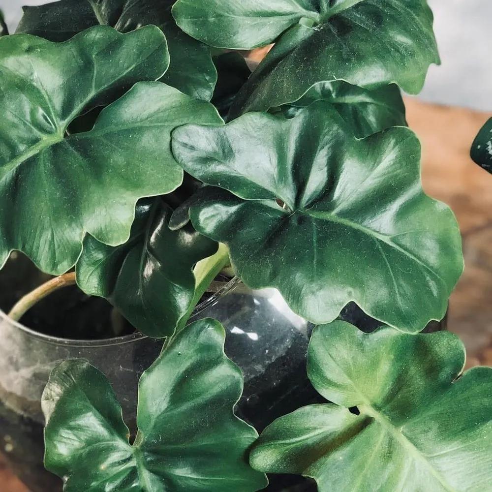 Philodendron Selloum ‘Super Atom’ (Dwarf Tree Philodendron)