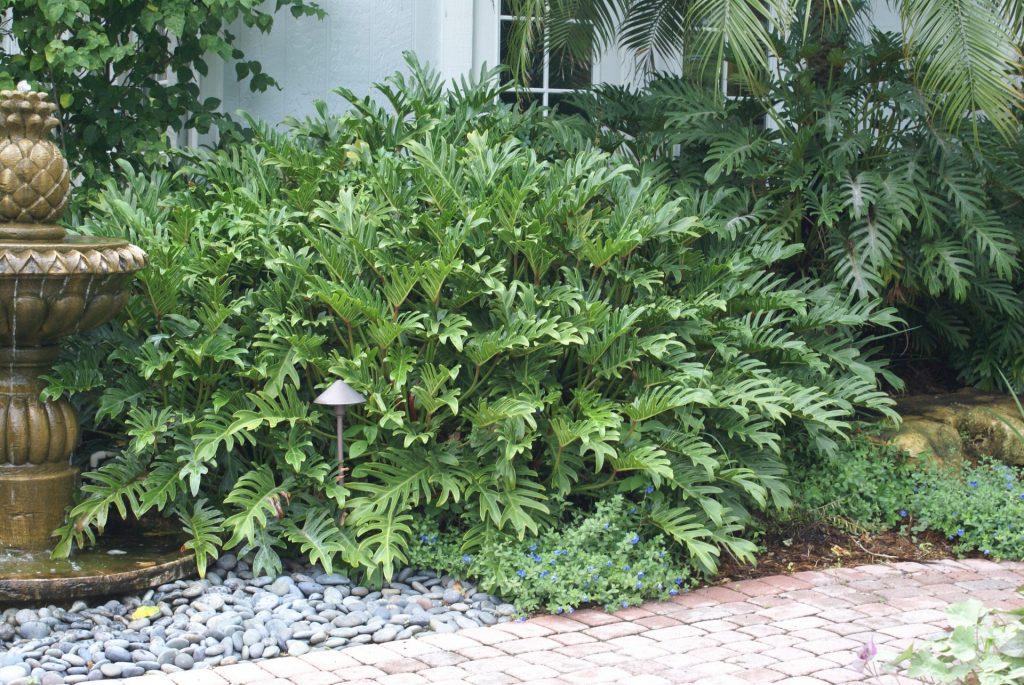 Philodendron Selloum ‘Super Atom’ (Dwarf Tree Philodendron)