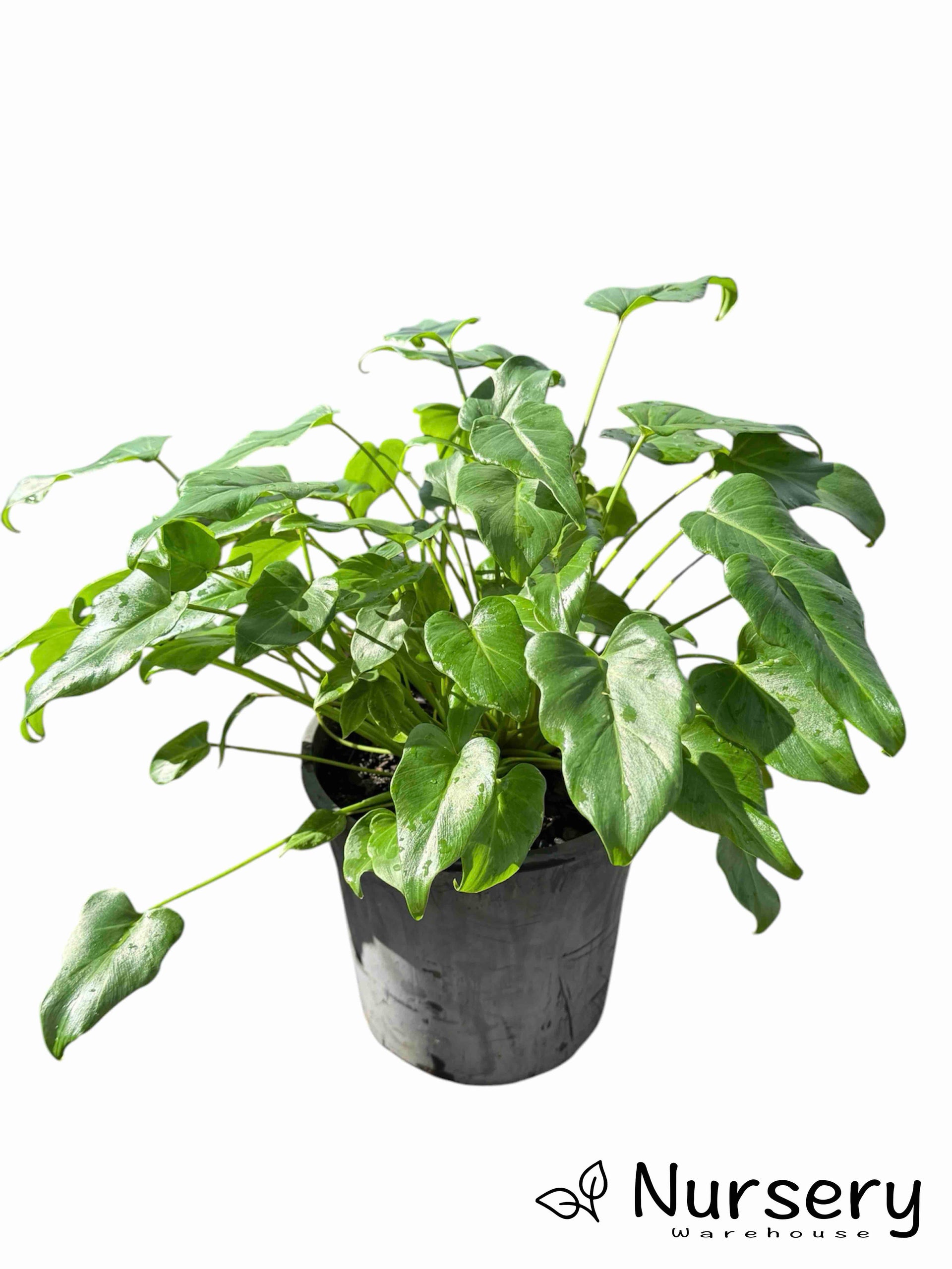 Philodendron Xanadu (Xanadu Philodendron) – Compact Tropical Foliage Plant 
