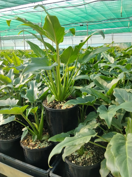 Philodendron Xanadu (Xanadu Philodendron)