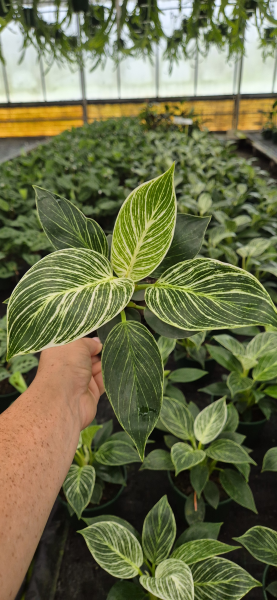 Philodendron ‘Birkin’ (White Wave Philodendron) CLEARANCE