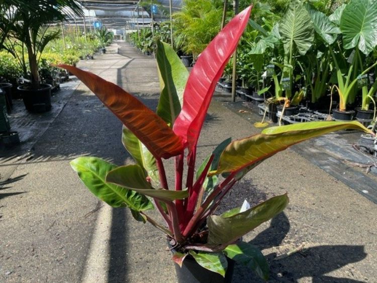 Philodendron Erubescens Sun Red