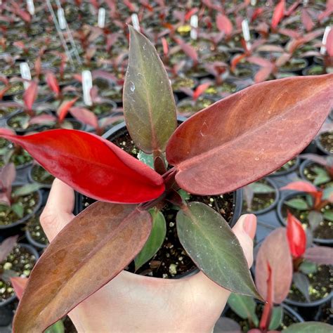 Philodendron Erubescens Sun Red