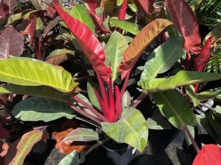 Philodendron Erubescens Sun Red