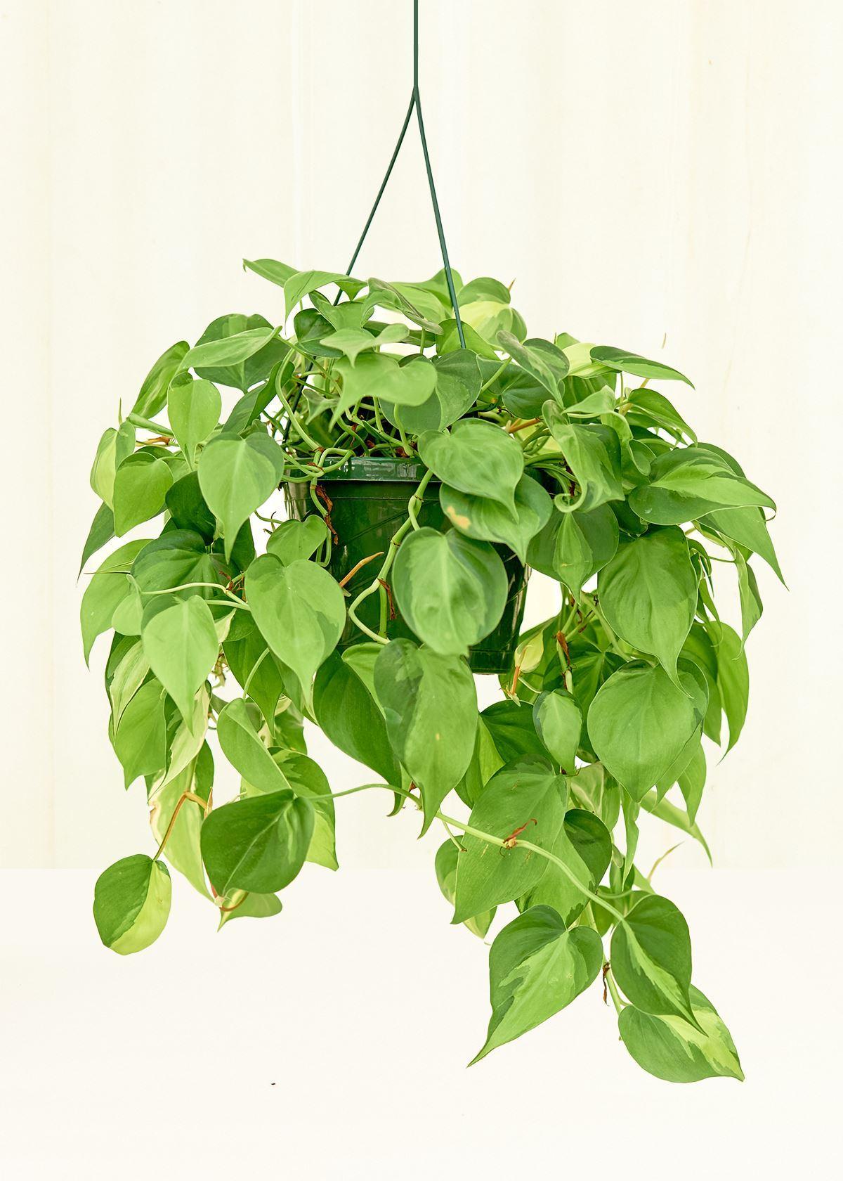 Philodendron Hederaceum (Brasil Hanging Baskets)