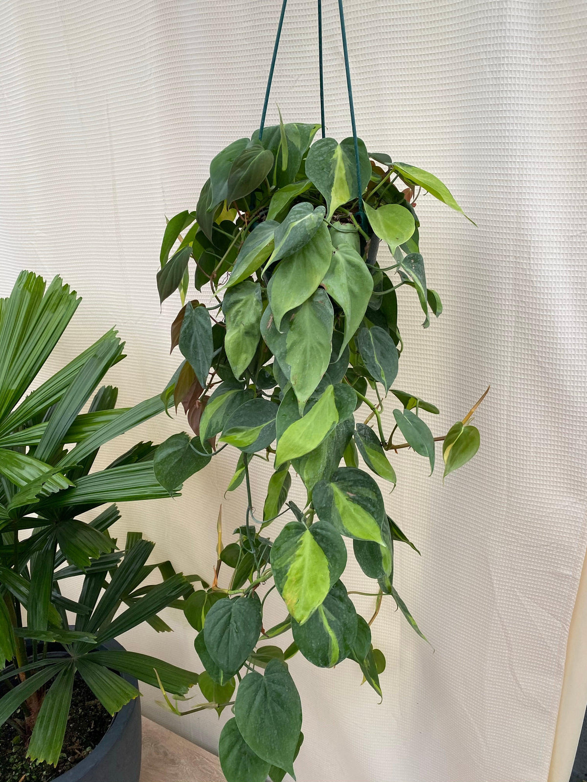Philodendron Hederaceum (Brasil Hanging Baskets)