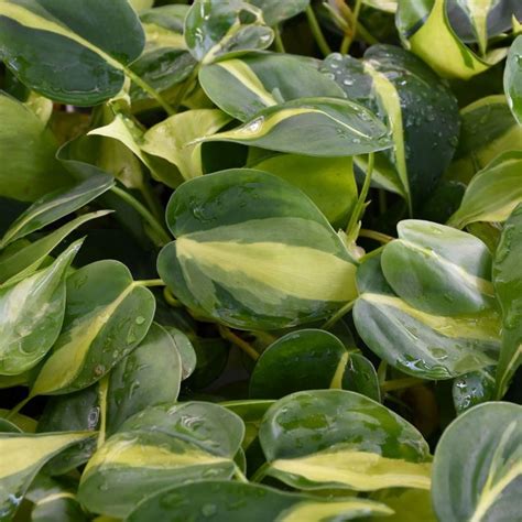 Philodendron Hederaceum (Brasil Hanging Baskets)