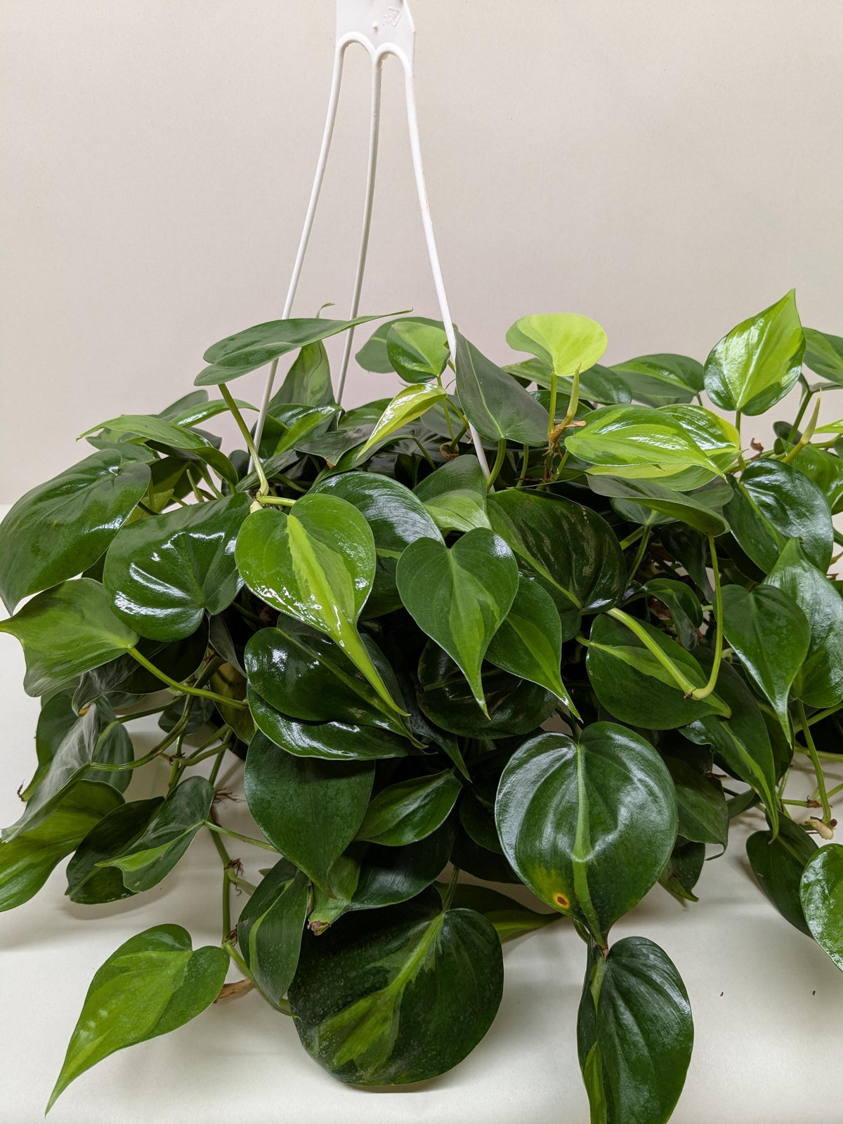 Philodendron Hederaceum (Brasil Hanging Baskets)